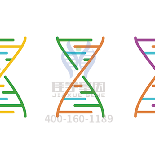 【眼科遗传病】<font color='red'>BEST</font>病基因解码、<a href=http://www.028ent.com/tk/jiema/cexujishu/2021/31933.html>基因检测</a>